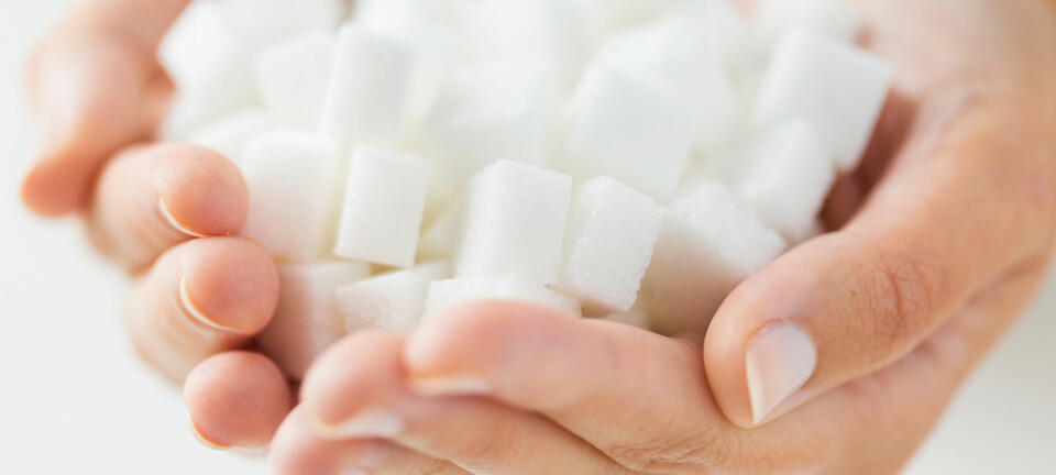 Vanlig sukker består av en kombinasjon av like mengder fruktose og glukose. Disse to stoffene blir forbrent på helt forskjellig måte. Det meste av glukosen forbrennes i musklene og i alle kroppens celler, mens fruktosen går til leveren. Her lagres overskuddet som fett. Dette kan kobles til flere negative effekter på helsa. (Foto: Microstock)