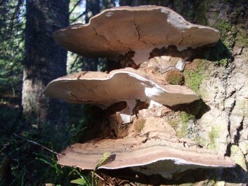 Flatkjuke, ganoderma applanatum, dukker som regel opp etter at ulike typer soppspisende biller har vært i samme område flere år i forveien. (Foto: Rannveig Jacobsen.) Flatkjuke, ganoderma applanatum, dukker som regel opp etter at ulike typer soppspisende biller har vært i samme område flere år i forveien. (Foto: Rannveig Jacobsen.)