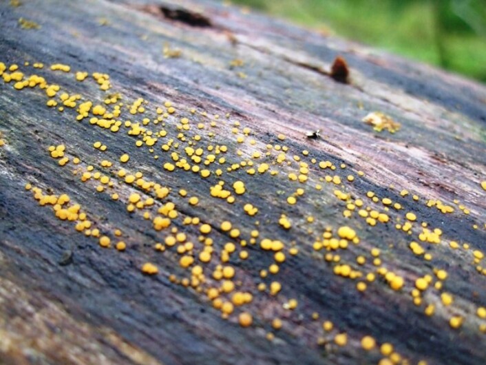 Gult dvergbeger, bisporella citrina, dukker oftest opp på død ved flere år etter at barkbiller og snutebiller har forsynt seg grovt av treets næringsstoffer. (Foto: Rannveig Jacobsen.) Gult dvergbeger, bisporella citrina, dukker oftest opp på død ved flere år etter at barkbiller og snutebiller har forsynt seg grovt av treets næringsstoffer. (Foto: Rannveig Jacobsen.)