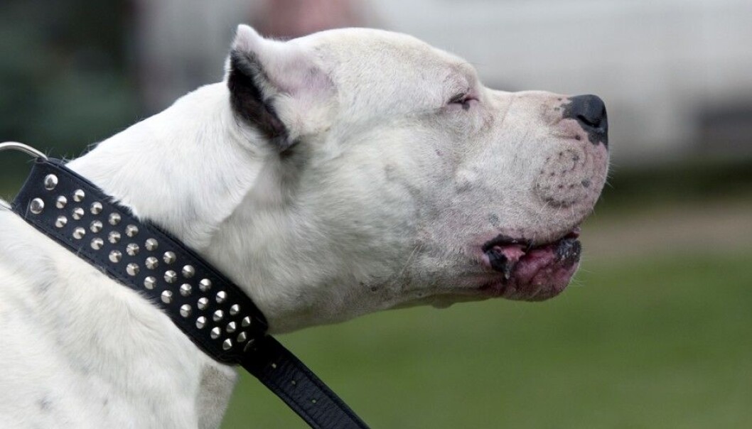 The dog breed Dogo Argentino is illegal in Norway. (Photo: Wikimedia Commons, CC BY-SA 3.0) The dog breed Dogo Argentino is illegal in Norway. (Photo: Wikimedia Commons, CC BY-SA 3.0)