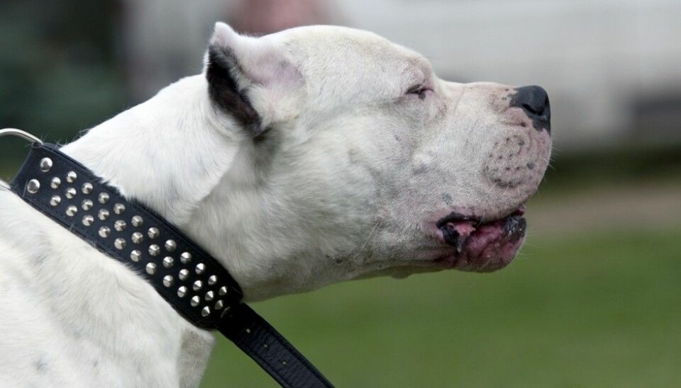 The dog breed Dogo Argentino is illegal in Norway. (Photo: Wikimedia Commons, CC BY-SA 3.0)