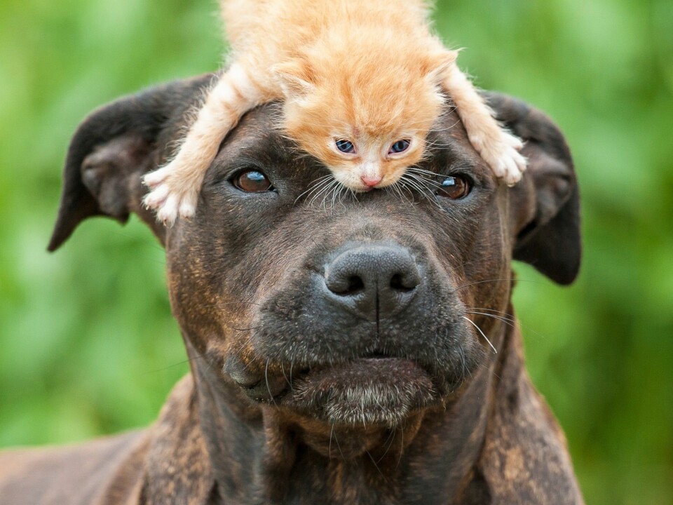 American Staffordshire terriers, also known as Amstaffs, with little kitten on its head. (Photo: Microstock)