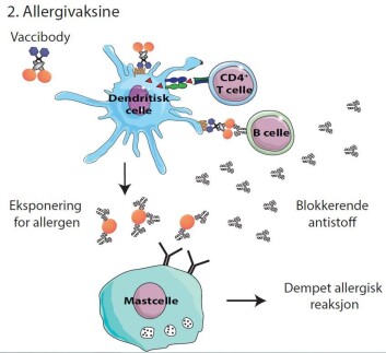 Allergi vaksine Allergi vaksine