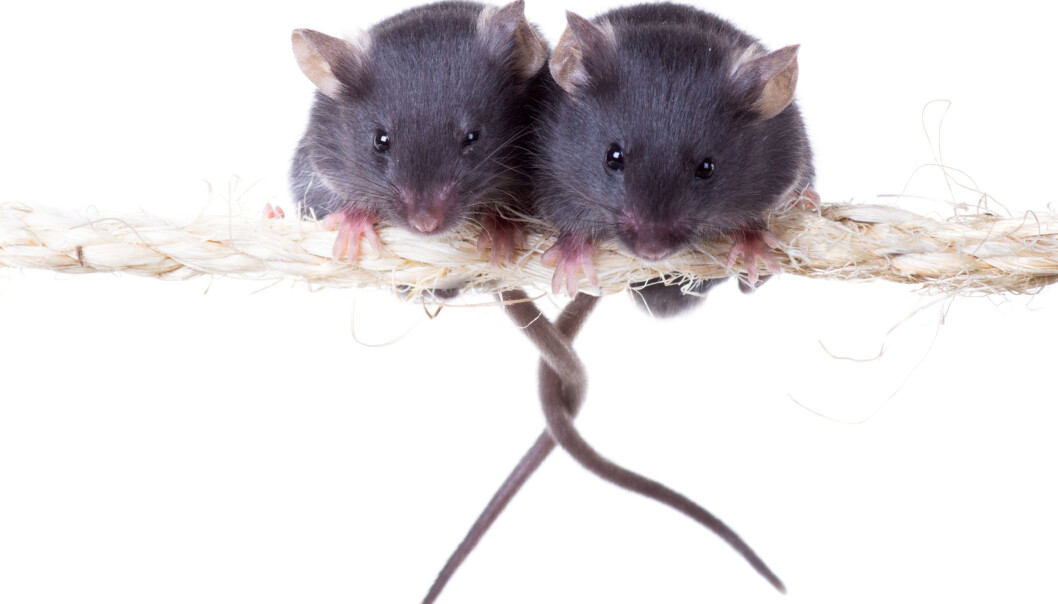 null (Illustrasjonsfoto: Microstock) null (Illustrasjonsfoto: Microstock)