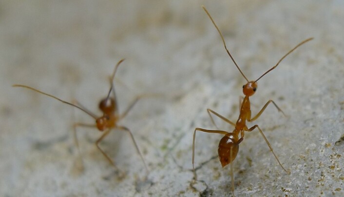 Crazy ant har fått navnet sitt på grunn av måten den beveger seg på når den blir forstyrret. (Foto: John Tann, Wikimedia Commons) Crazy ant har fått navnet sitt på grunn av måten den beveger seg på når den blir forstyrret. (Foto: John Tann, Wikimedia Commons)