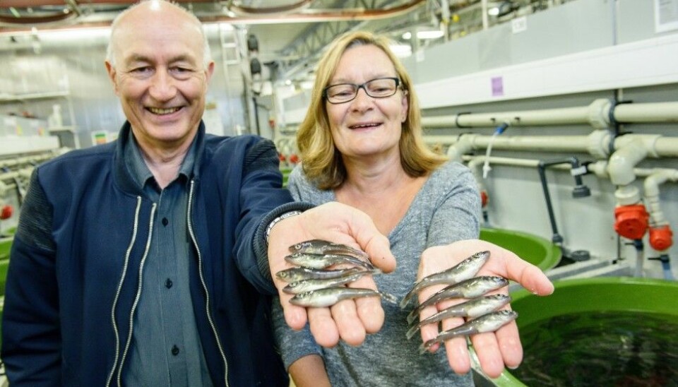 Look at these beautiful juvenile cod! Head of the cod breeding programme Atle Mortensen and head of station Tove K. Hansen are proud of having shown that it is possible for all cod to survive the juvenile phase, if everything is optimal. (Photo: Lars Åke Andersen, Nofima)