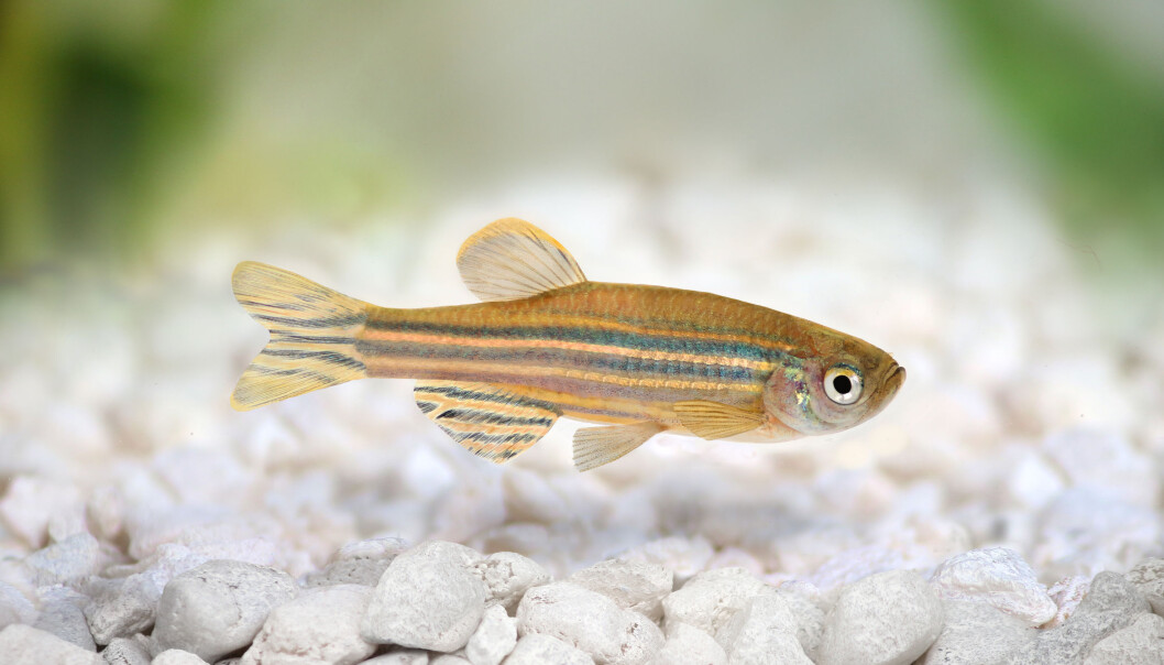 Yaksi’s zebrafish are similar to the ones you might have in your aquarium. (Photo: Microstock) Yaksi’s zebrafish are similar to the ones you might have in your aquarium. (Photo: Microstock)