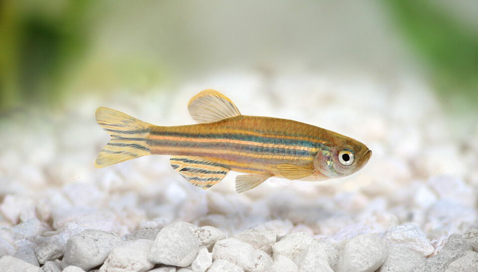 Yaksi’s zebrafish are similar to the ones you might have in your aquarium. (Photo: Microstock)