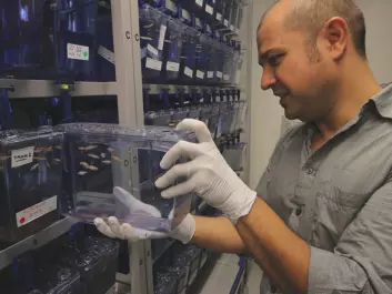 Emre Yaksi and his research group have roughly 90 different types of genetically modified zebrafish they can use in their research. (Photo: Nancy Bazilchuk, NTNU)