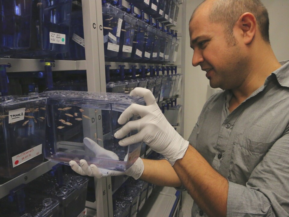 Emre Yaksi and his research group have roughly 90 different types of genetically modified zebrafish they can use in their research. (Photo: Nancy Bazilchuk, NTNU)