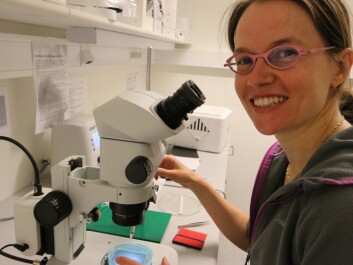 Emre Yaksi’s colleague and wife, Nathalie Jurisch-Yaksi, is working with medical doctors at NTNU and St. Olavs Hospital to develop zebrafish models to understand brain diseases like epilepsy. (Photo: Nancy Bazilchuk, NTNU) Emre Yaksi’s colleague and wife, Nathalie Jurisch-Yaksi, is working with medical doctors at NTNU and St. Olavs Hospital to develop zebrafish models to understand brain diseases like epilepsy. (Photo: Nancy Bazilchuk, NTNU)