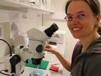 Emre Yaksi’s colleague and wife, Nathalie Jurisch-Yaksi, is working with medical doctors at NTNU and St. Olavs Hospital to develop zebrafish models to understand brain diseases like epilepsy. (Photo: Nancy Bazilchuk, NTNU)