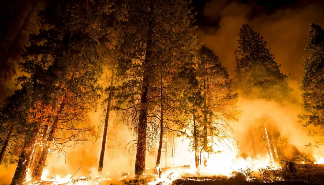 Skogbranner i California er en av værhendelsene forskerne knytter til global oppvarming. (Foto: Max Whittaker, Reuters)
