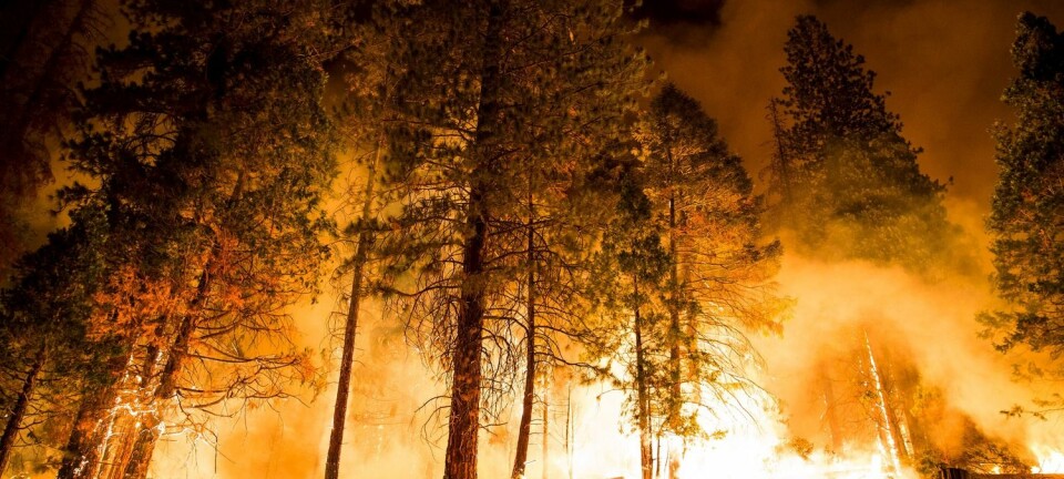 Skogbranner i California er en av værhendelsene forskerne knytter til global oppvarming. (Foto: Max Whittaker, Reuters)