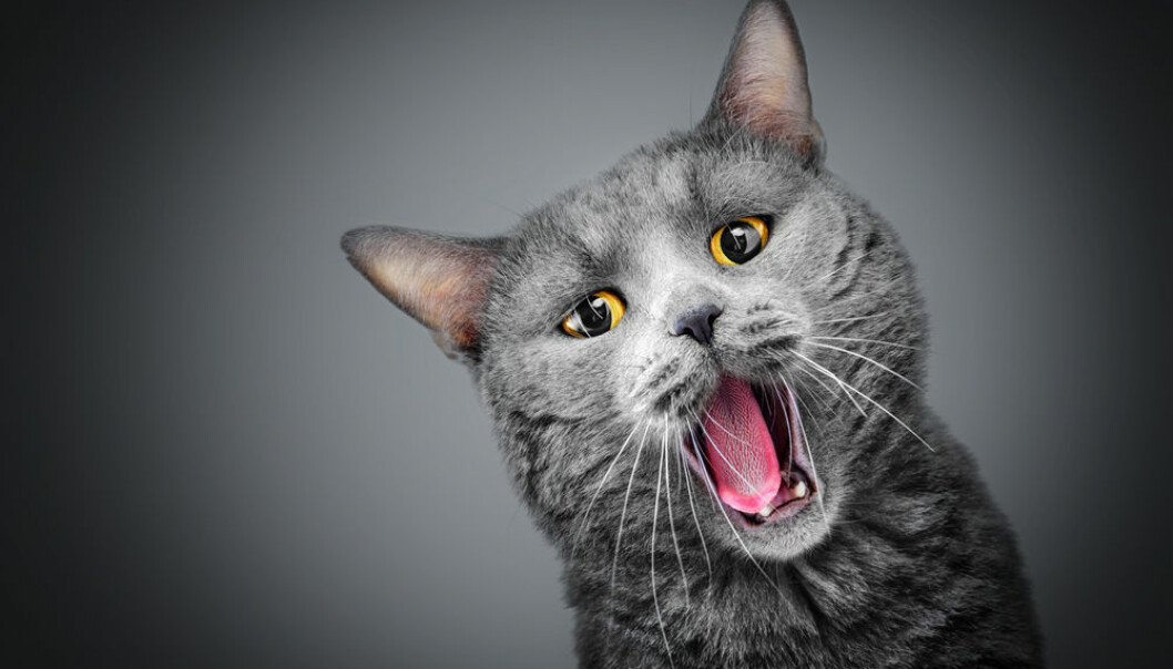 Hva skal katten med evne til å smake bittert?  (Illustrasjonsfoto: Microstock)