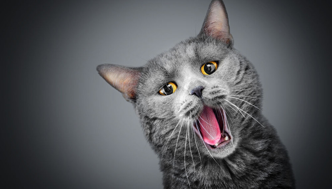 Hva skal katten med evne til å smake bittert? (Illustrasjonsfoto: Microstock) Hva skal katten med evne til å smake bittert? (Illustrasjonsfoto: Microstock)