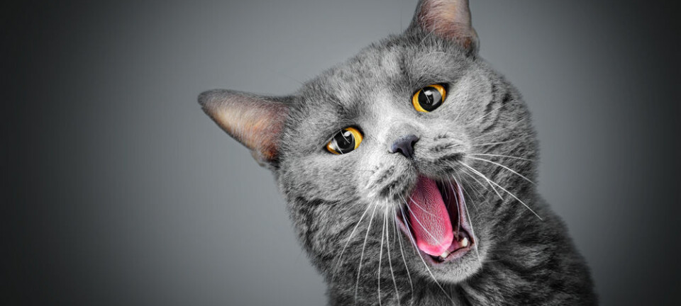 Hva skal katten med evne til å smake bittert?  (Illustrasjonsfoto: Microstock)