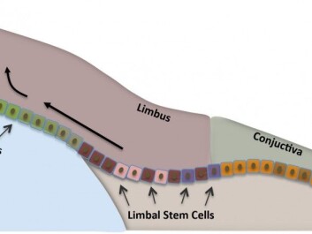 The stem cells are localized in the perifery of the cornea, limbus. They renew the outermost layer of the cornea. (Illustration: Amer Sehic, OD/UiO) The stem cells are localized in the perifery of the cornea, limbus. They renew the outermost layer of the cornea. (Illustration: Amer Sehic, OD/UiO)