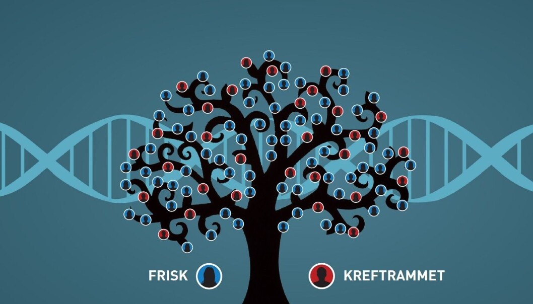Thirty of one hundred family members were stricken with cancer. This is the first time in Norwy that a family has been tested with a new genetic test at NTNU and St. Olavs Hospital. (Illustration: Kolbjørn Skarpnes, NTNU) Thirty of one hundred family members were stricken with cancer. This is the first time in Norwy that a family has been tested with a new genetic test at NTNU and St. Olavs Hospital. (Illustration: Kolbjørn Skarpnes, NTNU)