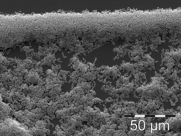 The bacteria form a biofilm as normal. (Photo: Steinar Stølen) The bacteria form a biofilm as normal. (Photo: Steinar Stølen)