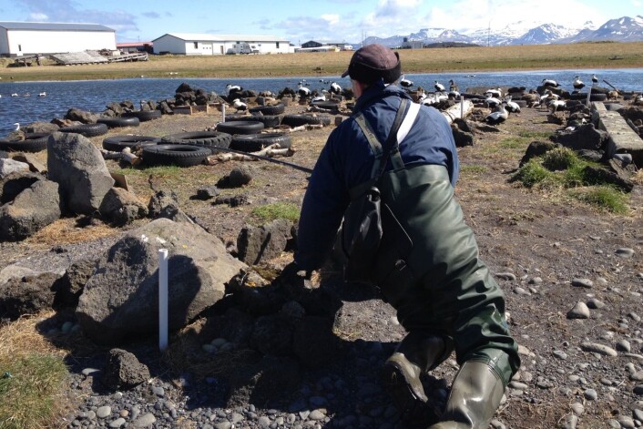Fuglevokter Smári Lúðvíksson fanger og merker ærfuglene i kolonien sin på Ríf på Island. (Foto: Thomas Holm Carlsen) Fuglevokter Smári Lúðvíksson fanger og merker ærfuglene i kolonien sin på Ríf på Island. (Foto: Thomas Holm Carlsen)