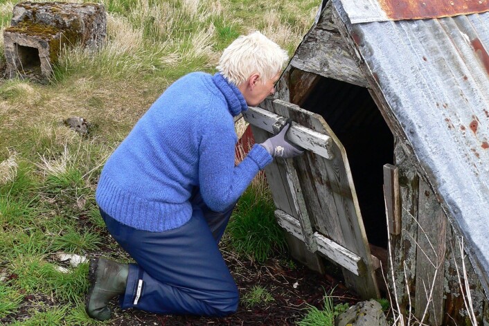 Fuglevokter Hildegunn Nordum klargjør en såkalt e-bane på Lånan. (Foto: Thomas Holm Carlsen) Fuglevokter Hildegunn Nordum klargjør en såkalt e-bane på Lånan. (Foto: Thomas Holm Carlsen)