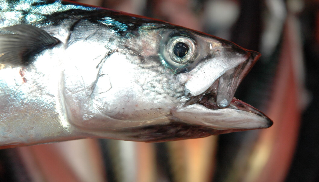 In 2013 an average eight-year-old mackerel weighed the same as an average four-year-old mackerel did in 2005. (Photo: Leif Nøttestad, IMR) In 2013 an average eight-year-old mackerel weighed the same as an average four-year-old mackerel did in 2005. (Photo: Leif Nøttestad, IMR)
