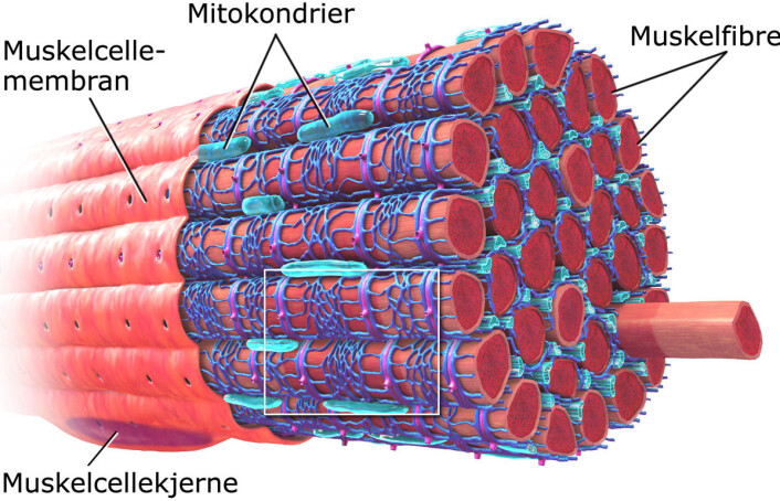 Muskelfiber med sarkoplasmatisk retikulum farget i blått. Sarkoplasmatisk retikulum inneholder kalsium. Kalsium slippes ut gjennom noen spesielle kanaler når muskelen stimuleres av nervesignaler. Dette frie kalsiumet får muskelcellen til å trekke seg sammen. Når muskelen slapper av igjen, sendes kalsiumet tilbake inn i sarkoplasmatisk retikulum. (Foto: (Figur: Blausen.com staff. "Blausen gallery 2014". Wikiversity Journal of Medicine. DOI:10.15347/wjm/2014.010. ISSN 20018762.)) Muskelfiber med sarkoplasmatisk retikulum farget i blått. Sarkoplasmatisk retikulum inneholder kalsium. Kalsium slippes ut gjennom noen spesielle kanaler når muskelen stimuleres av nervesignaler. Dette frie kalsiumet får muskelcellen til å trekke seg sammen. Når muskelen slapper av igjen, sendes kalsiumet tilbake inn i sarkoplasmatisk retikulum. (Foto: (Figur: Blausen.com staff. "Blausen gallery 2014". Wikiversity Journal of Medicine. DOI:10.15347/wjm/2014.010. ISSN 20018762.))