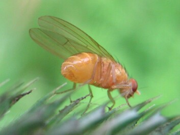 A wild fruit fly. (Photo: Wikimedia Commons, free license) A wild fruit fly. (Photo: Wikimedia Commons, free license)