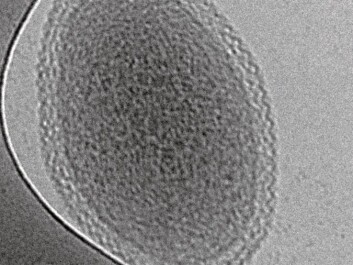 Cryogenic transmission electron microscopy image of an ultra-small bacteria cell. The scale bar is 100 nanometers. (Photo: Birgit Luef, UC Berkeley, NTNU) Cryogenic transmission electron microscopy image of an ultra-small bacteria cell. The scale bar is 100 nanometers. (Photo: Birgit Luef, UC Berkeley, NTNU)