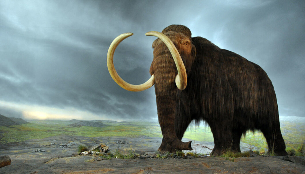 Mammut ved utstillingen til Royal British Columbia Museum i Canada. Mammuten levde over nesten hele Nord-Asia, Europa og deler av Nord-Amerika. (Foto: Flying Puffin/CC BY-SA 2-0) Mammut ved utstillingen til Royal British Columbia Museum i Canada. Mammuten levde over nesten hele Nord-Asia, Europa og deler av Nord-Amerika. (Foto: Flying Puffin/CC BY-SA 2-0)