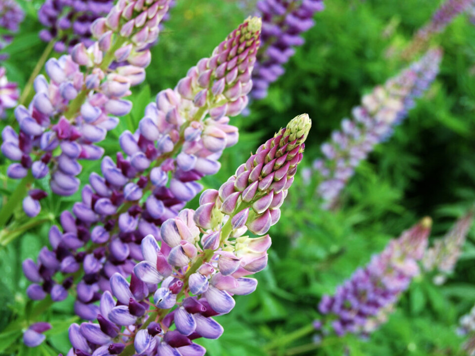 The garden lupine now colonizes road corridord and riverbanks. (Photo: Colourbox)