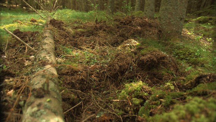 Slik ser det ut i skogen etter at et villsvin har rota etter mat. (Foto: Per Ingvar Rognes, NRK) Slik ser det ut i skogen etter at et villsvin har rota etter mat. (Foto: Per Ingvar Rognes, NRK)