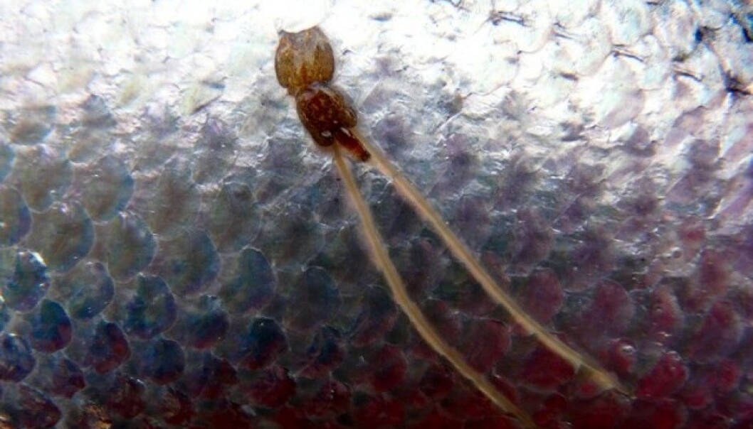 Female salmon louse with egg strings. (Photo: Trygve Poppe) Female salmon louse with egg strings. (Photo: Trygve Poppe)