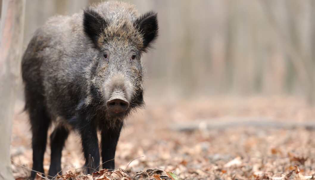 Villsvin kan bli et vanlig innslag i den norske faunaen. (Illustrasjonsfoto: Microstock) Villsvin kan bli et vanlig innslag i den norske faunaen. (Illustrasjonsfoto: Microstock)