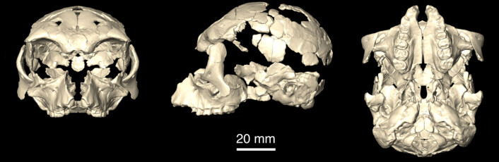 Rekonstruksjon av Pliobates kranium. (Foto: (Illustrasjon: Institut Català de Paleontologia Miquel Crusafont (ICP))) Rekonstruksjon av Pliobates kranium. (Foto: (Illustrasjon: Institut Català de Paleontologia Miquel Crusafont (ICP)))