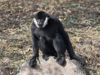 Moderne gibbon. (Illustrasjonsfoto: Microstock) Moderne gibbon. (Illustrasjonsfoto: Microstock)