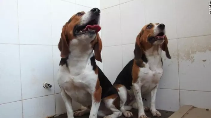 Beaglene Hercules (t.v.) og Tiangou (t.h.) er verdens første genmodifiserte hunder. Det er Tiangou som har fått større muskelmasse. Hundene er nå 15 måneder gamle.  (Foto: Liangxue Lai) 