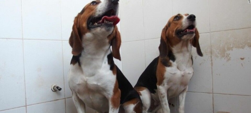 Beaglene Hercules (t.v.) og Tiangou (t.h.) er verdens første genmodifiserte hunder. Det er Tiangou som har fått større muskelmasse. Hundene er nå 15 måneder gamle.  (Foto: Liangxue Lai)
