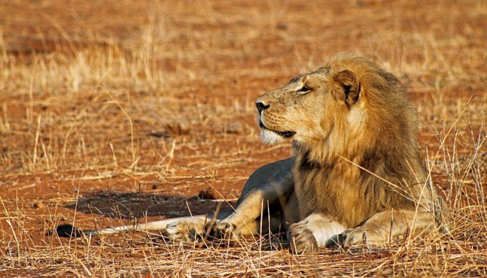 Løver er i ferd med å forsvinne fra store deler av Afrika. Forskere etterlyser større budsjetter for å ivareta de store kattedyrene. (Foto: Pius Mahimbi/Flickr)