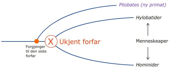 Pliobates befinner seg på en utviklingslinje som springer ut fra en gruppe aper som var de umiddelbare forgjengere til vår ukjente forfar. Derfor mener forskerne at den kan gi hint om hvordan denne forfaren faktisk har sett ut. I denne figuren omfatter Hylobatider gibboner og siamanger, mens Hominidene er orangutanger, gorillaer, sjimpanser og mennesker. (Foto: (Illustrasjon: forskning.no)) Pliobates befinner seg på en utviklingslinje som springer ut fra en gruppe aper som var de umiddelbare forgjengere til vår ukjente forfar. Derfor mener forskerne at den kan gi hint om hvordan denne forfaren faktisk har sett ut. I denne figuren omfatter Hylobatider gibboner og siamanger, mens Hominidene er orangutanger, gorillaer, sjimpanser og mennesker. (Foto: (Illustrasjon: forskning.no))