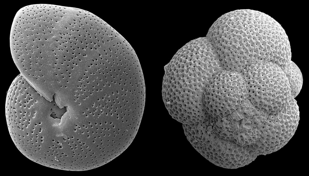 In the picture above is an example of the the microfossils that Ezat used to conduct his research. To the left is a benthic foraminifera (single-cell organism with calcite shells that can only be found on or beneath the ocean floor) and to the right a planktonic foraminifera (microorganism that lives near the ocean surface). The calcite shell composition is affected by temperature, pH, and CO2 concentrations. (Photo: Rasmussen and Thomsen) In the picture above is an example of the the microfossils that Ezat used to conduct his research. To the left is a benthic foraminifera (single-cell organism with calcite shells that can only be found on or beneath the ocean floor) and to the right a planktonic foraminifera (microorganism that lives near the ocean surface). The calcite shell composition is affected by temperature, pH, and CO2 concentrations. (Photo: Rasmussen and Thomsen)