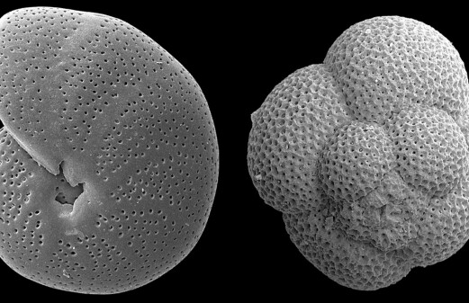 Historic climate data stored on the ocean floor in microscopic fossils