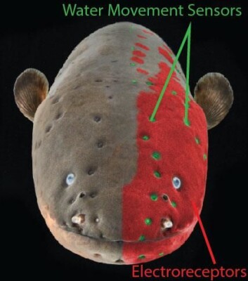 De grønne markørene viser hvor ålen registerer bevegelse i vannet. Det røde viser hvor ålen kan registere strøm. (Foto: (Illustrasjonsbilde: Catania Lab, Vanderbilt University.)) De grønne markørene viser hvor ålen registerer bevegelse i vannet. Det røde viser hvor ålen kan registere strøm. (Foto: (Illustrasjonsbilde: Catania Lab, Vanderbilt University.))