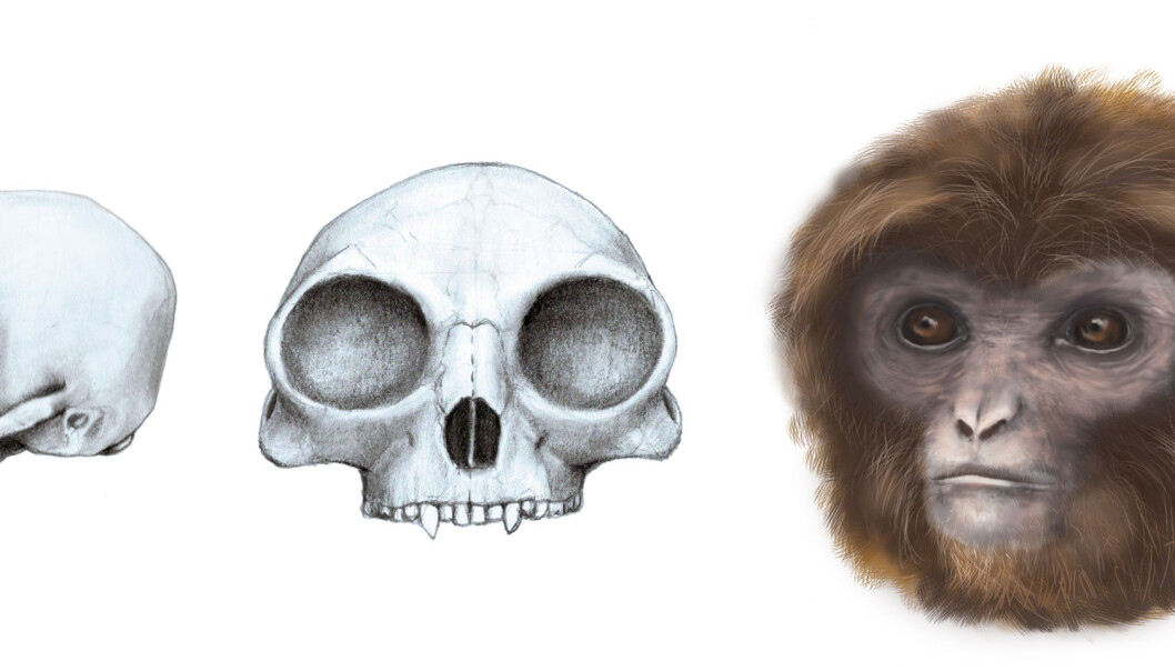 Slik har den nye primaten, Pliobates, trolig sett ut. Ifølge forskerne skal den ha vært svært lik moderne gibboner. (Illustrasjon: Marta Palmero Institut Català de Paleontologia Miquel Crusafont (ICP)) Slik har den nye primaten, Pliobates, trolig sett ut. Ifølge forskerne skal den ha vært svært lik moderne gibboner. (Illustrasjon: Marta Palmero Institut Català de Paleontologia Miquel Crusafont (ICP))