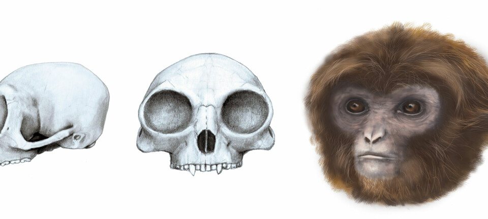 Slik har den nye primaten, Pliobates, trolig sett ut. Ifølge forskerne skal den ha vært svært lik moderne gibboner. (Illustrasjon: Marta Palmero  Institut Català de Paleontologia Miquel Crusafont (ICP))