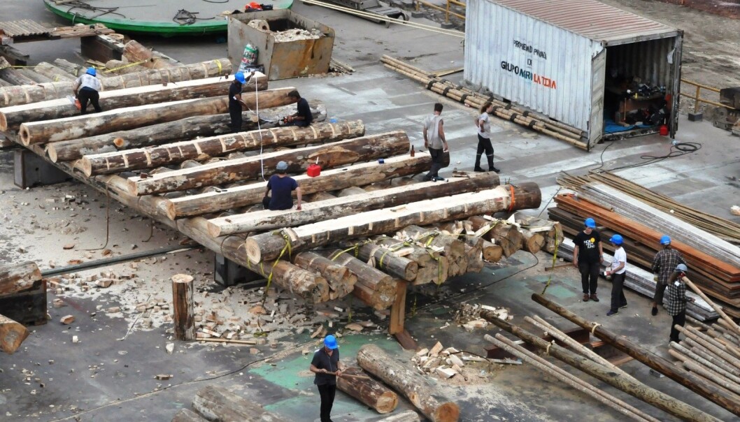 På en marinebase i Lima i Peru er båtbyggerne i ferd med å ferdigstille to flåter i balsatre. 1. november er Kon-Tiki 2-ekspedisjonen klar for å seile i Thor Heyerdahls fotspor. Tur-retur Påskeøya. (Foto: Kon-Tiki 2) På en marinebase i Lima i Peru er båtbyggerne i ferd med å ferdigstille to flåter i balsatre. 1. november er Kon-Tiki 2-ekspedisjonen klar for å seile i Thor Heyerdahls fotspor. Tur-retur Påskeøya. (Foto: Kon-Tiki 2)