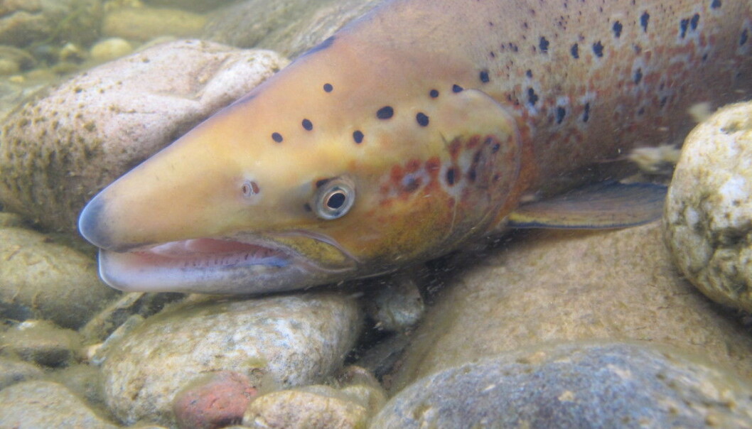 “We have found a single gene that explains a huge 39 per cent of variation in age at maturity in salmon, and thus also in size,” explains Sigbjørn Lien, professor from the Norwegian University of Life Sciences (NMBU). (Photo: Tor Næsje, Nina) “We have found a single gene that explains a huge 39 per cent of variation in age at maturity in salmon, and thus also in size,” explains Sigbjørn Lien, professor from the Norwegian University of Life Sciences (NMBU). (Photo: Tor Næsje, Nina)