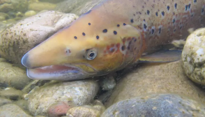 Salmon puberty gene discovered