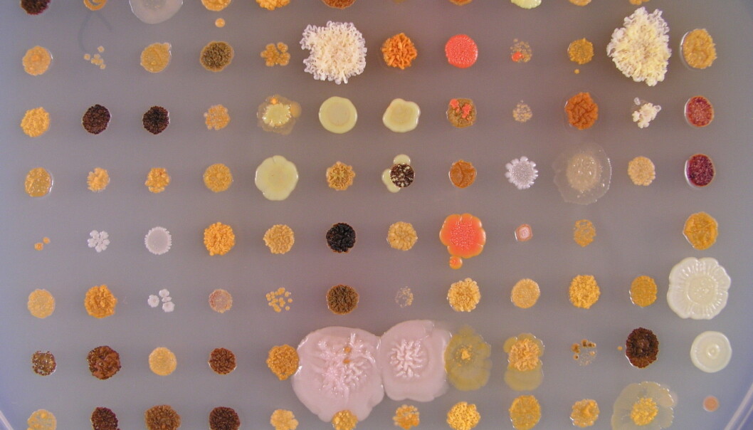 Laboratory cultures of bacteria brought up from the Trondheim Fjord by scientists from SINTEF and NTNU. Bacteria from the sea could become a source of important future medicines. (Photo: NTNU) Laboratory cultures of bacteria brought up from the Trondheim Fjord by scientists from SINTEF and NTNU. Bacteria from the sea could become a source of important future medicines. (Photo: NTNU)